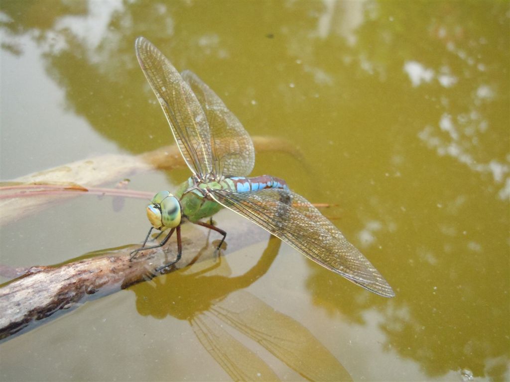 Anax imperator in ovoposizione